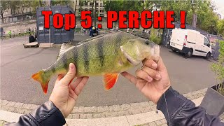 Top 5 : PERCHE  !!! [ Riverking ]