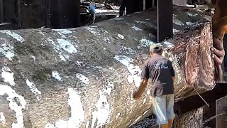 Sawing Rare and Protected Wood || Sawmill