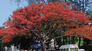 All about Gulmohar Tree  / ഗുൽമോഹർ / അലസിപൂമരം - Malayalam.