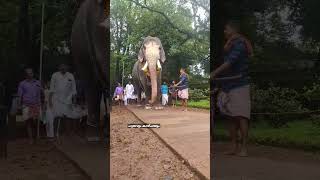 നടന്ന് വന്ന് നിലവ് നിന്നത് കണ്ടോ//Guruvayoor Gokul//#shorts #elephant