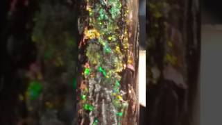 Pre cutting video of a 207 carat top gem quality black opal