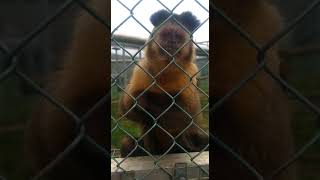 Capuchin Elvira is pleased to see you!