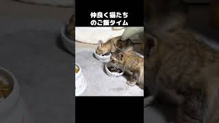 子猫と一緒に同じ部屋でご飯を食べる先住猫たち　#shorts