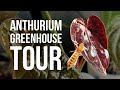 Anthurium Greenhouse Cabinet Tour + dealing with THRIPS