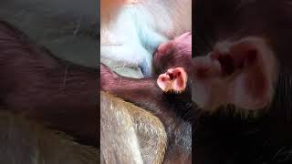 Ep1057. ADORABLE MONKEY PLAYS WITH KITTEN AND IT'S THE CUTEST THING