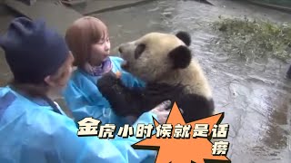 Giant Panda Jin Hu was a talkative person when he was a child.原来金虎小时候也做过黑工，那时候就是话痨了～