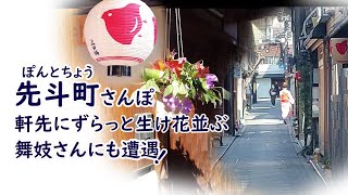 Maiko Geisha’sArea PONTO-CHO street WALK| Flower Event Open