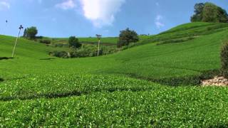 【京都】和束町の茶畑　～白栖・石寺の茶畑～