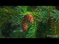 Volbeat - Cloud 9   //  (8K--UHD--Video)   - 