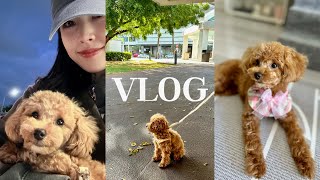 하와이 VLOG : 본격적인 견주일상 시작, 강아지 간식\u0026사료 추천, 배넷미용, 동물병원 후기