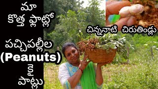 Village food- పల్లె పొలంలోని పల్లీలు (వేరుశెనక్కాయలు) పట్నం పెరట్లో/ Tender Peanuts collection #38