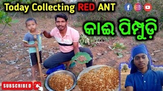 ଗାଁ ଜଙ୍ଗଲରୁ କାଈ ପିମ୍ପୁଡ଼ି today collecting red ant 🐜🐜 nearest forest #madidunia #redant #villagelife