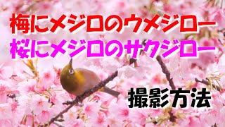 梅にメジロ、ウメジロー　桜にメジロ　サクジローの撮影について