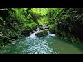 beautiful birds chirping in the andes mountain range relaxing stream sound asmr