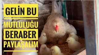 Yeni civcivlerimiz hayata merhaba dedi 🐔🐣🐥