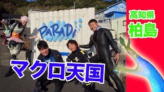 OSC高知県柏島スクーバダイビング（2018年11月1〜5日）