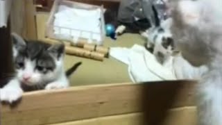 【Days36】囲いから飛び出すよ！コタツの子猫育て！おやすみ子猫たち！sleeping little kitten！20240703【live cat】1