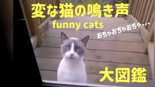 変な猫の鳴き声大図鑑 funny cats meowing