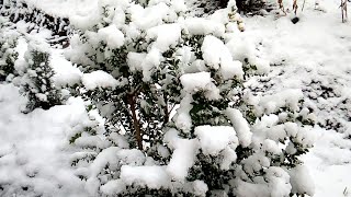СНЕГ ЗИМА  ПРИРОДА SNOW WINTER NATURE