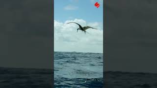 Flying Fish🐠 | பறக்கும் மீன்கள் 🐠 | Super Tamil Facts