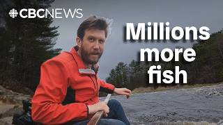 Why this 'keystone species' is getting a boost in New Brunswick