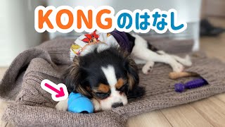 【凶暴な仔犬期】問題行動がみるみる改善された(生後50日〜1歳8ヶ月)