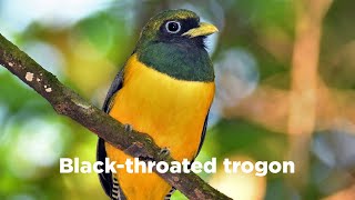 Birds of the World | 33 | Black-throated trogon | Trogon rufus | Trogon | Yellow-bellied trogon