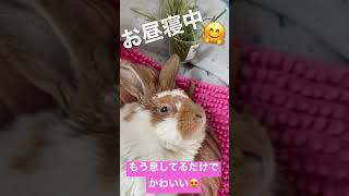 いびきかきながらお昼寝中🐰 #一日一兎 #うさぎ