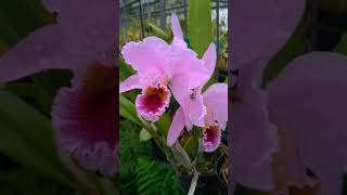 Cattleya percivaliana