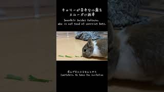 キャリーが苦手なウサギを誘惑 How to lure a rabbit into a carrier bag [#55.1] #Shorts