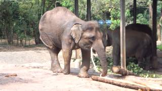 スリランカ(Sri Lanka)旅行　ピンナワラのゾウの孤児園パート１