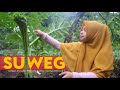 SUWEG (BUKAN PORANG), BANYAK MANFAATNYA LHO