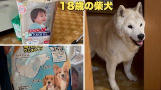 18歳の愛犬のご飯と犬用おむつから赤ちゃん用のパンツタイプのおむつに替えてみました（柴犬）（老犬）（シニア犬）