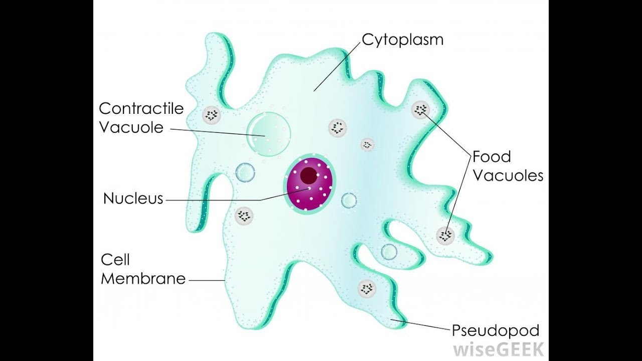 Labeled Amoeba Diagram