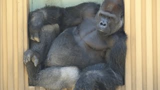 ('19/5/4)母子に忍び寄る男たち〜モモタロウ家の週末 30⭐️ゴリラ【京都市動物園】Gorilla / weekend momotaro family 30