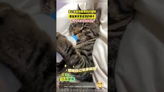 抱着奶瓶喝奶的猫咪，看起来非常成熟的样子