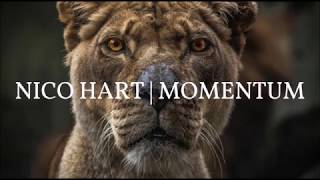 Nico Hart - Momentum