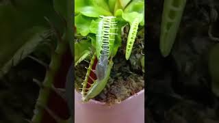 Venus fly trap+ insectivorous plant+