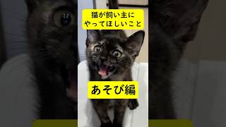 【雑学】猫が飼い主にやってほしいこと4選 遊び編 #ねこ #保護猫 #猫との暮らし #猫のいる暮らし #猫のいる生活 #猫動画 #猫好き #猫好きさんと繋がりたい #ねこのきもち