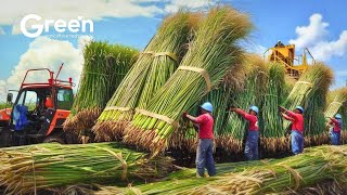 Planting \u0026 harvesting millions of tons of sugarcane | Agriculture Technology