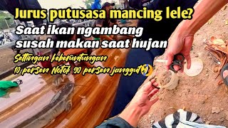 begini Solusi ikan susah makan, ikan stres saat hujan? umpan lele Galatama, mancing galama