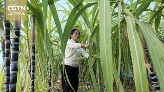 Cosecha de caña de azúcar, auge de la producción y venta de azúcar morena en Chongqing