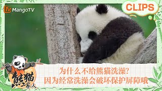 【精彩看点🐼】科普时间～为什么不给熊猫洗澡？因为经常洗澡会破坏表皮的油脂，导致熊猫更容易生病😷｜《熊猫一家人Panda‘s Family》｜MangoTV