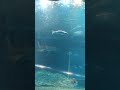 海新潟市水族館 マリンピア日本海2