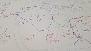 [eSVT] La production d'ATP par la fermentation et la respiration cellulaire