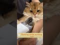 Pet vacuum grooming kit