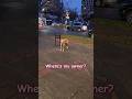 Wet dog waiting to be taken home #cuteanimals