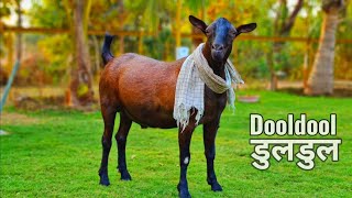 Dooldool - India's Cutest Goat at Towerwala Goat Farm in Naswadi Gujarat