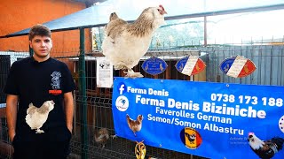 Ferma de găini Faverolles acasă la Denis un tânăr  de doar 17 ani 🐓🐔❤