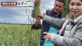 Compared with other fertilizers, Cocoly fertilizer can increase wheat yield by 40%-60% in Kyrgyzstan